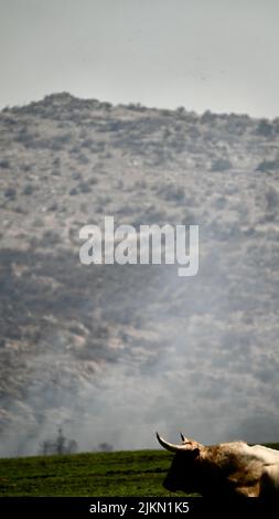 Der Texas Longhorn-Bulle in Wichita Mountains, Oklahoma Stockfoto