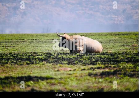 Der Texas Longhorn-Bulle in Wichita Mountains, Oklahoma Stockfoto