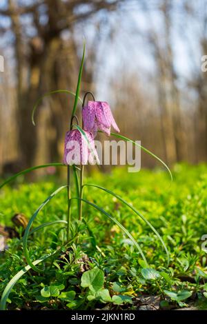 Eine vertikale Aufnahme von Fritillaria meleagris Blumen auf einem verschwommenen Hintergrund Stockfoto