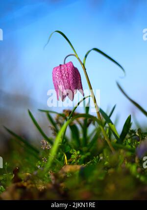 Eine vertikale Aufnahme einer Fritillaria meleagris Blume auf einem verschwommenen blauen Hintergrund Stockfoto