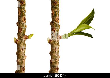 Das Wachstum des Blattes, der Blätter und der Zweige die Landwirtschaft. Pflanzen anbauen Stockfoto
