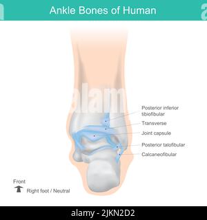 Knöchelknochen des Menschen, richtige Position Knöchelknochen des Menschen. Anatomie Gesundheitswesen Illustration. Stock Vektor