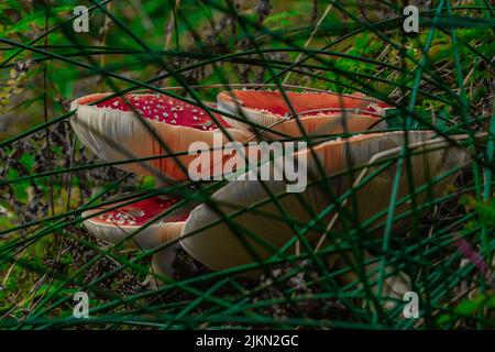 Nahaufnahme der Amanita Muscaria im Gras Stockfoto