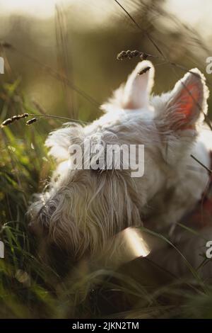 Eine vertikale Aufnahme von West Highland White Terrier Hundekopf schnüffelnd Gras Stockfoto