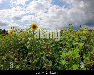 Die blühenden wilden Sonnenblumen auf dem Feld des Bauernhofs gegen einen bewölkten Himmel Stockfoto
