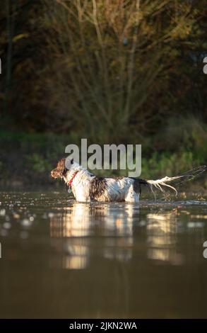 Eine schöne Aufnahme eines englischen Springer Spaniels in einem Wasser Stockfoto