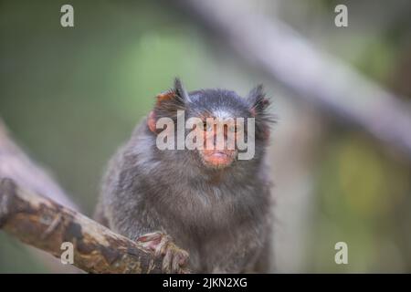 Nahaufnahme eines gewöhnlichen Murmeltieres im Zoo auf verschwommenem Hintergrund Stockfoto