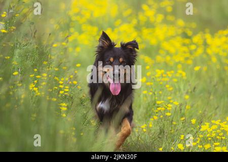 Nahaufnahme eines Border Collie, der voller Blumen auf dem Feld läuft Stockfoto
