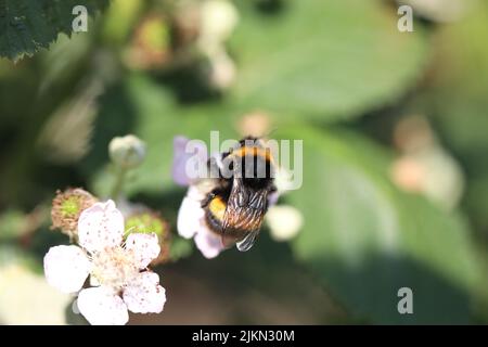 Eine Nahaufnahme einer Hummel, die auf einer blühenden Himbeere sitzt Stockfoto