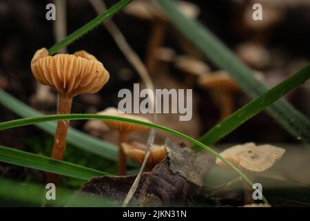 Die kleinen Pilze zwischen Moos und Blättern im Wald. Naturpark Gorbea, Baskenland Stockfoto