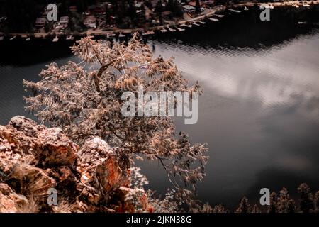 Eine Nahaufnahme eines Baumes, der am felsigen Ufer mit Seewasserhintergrund wächst Stockfoto
