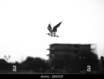 Eine Graustufenaufnahme mit selektivem Fokus eines weißen kleinen Larus-Vogels, der über der Stadt fliegt Stockfoto