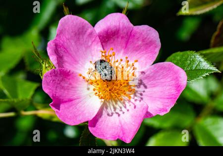 Eine Nahaufnahme eines Käfers, der auf einer rosa Hagebuttenblüte steht und im Garten wächst Stockfoto