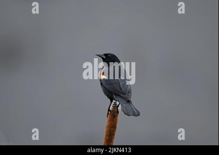 Eine Nahaufnahme einer Amsel mit roten Flügeln, die auf einem Bambus steht Stockfoto