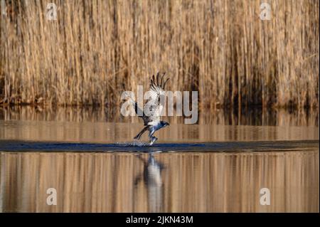 Ein Fischadler, der im Frühling im Teich nach Alehefrau-Fischen fischt Stockfoto