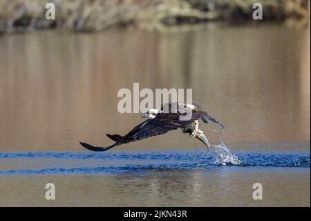 Ein Fischadler, der im Frühling im Teich nach Alehefrau-Fischen fischt Stockfoto