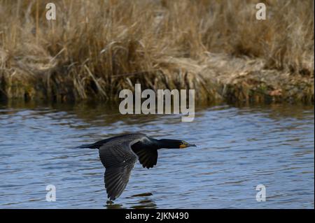 Eine Nahaufnahme eines zweiflügligen Kormoran-Vogels, der über den Teich fliegt Stockfoto