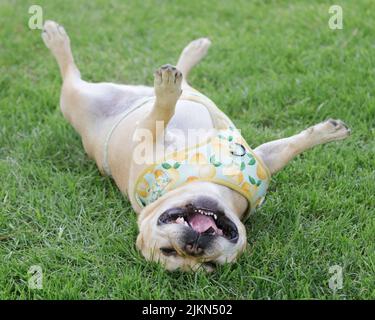 6-jähriger französischer Bulldog Rüde rollt über und goofing ab. Hundepark an der Leine in Nordkalifornien. Stockfoto