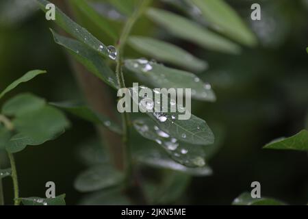 Ein selektiver Fokus von Wassertropfen auf grünen Blättern einer Pflanze Stockfoto