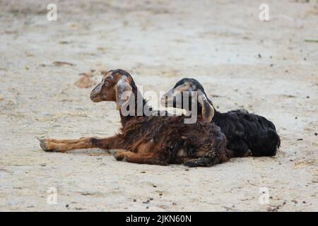 Eine Aufnahme von zwei Ziegen, braun und schwarz, die auf Sand sitzen Stockfoto