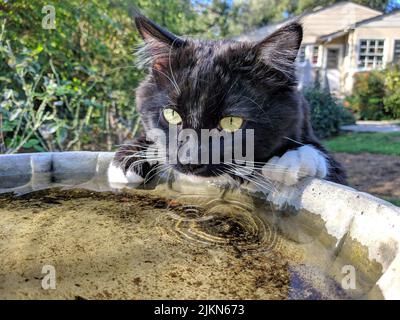 Die Nahaufnahme einer niedlichen schwarzen Katze, die ein Wasser aus einem Wasserbrunnen im Hof trinkt Stockfoto