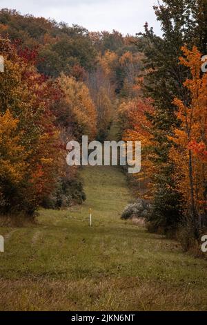 Eine vertikale Aufnahme eines grünen Wanderweges durch einen Herbstwald Stockfoto