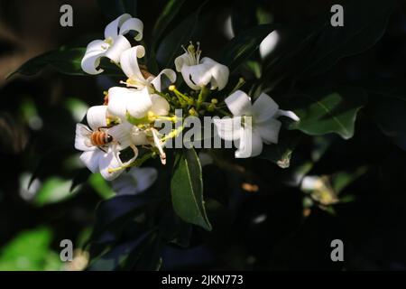 Eine Nahaufnahme eines Pyramidenbaums (Lagunaria patersonia) mit einer Biene auf einer schönen weißen Blume Stockfoto