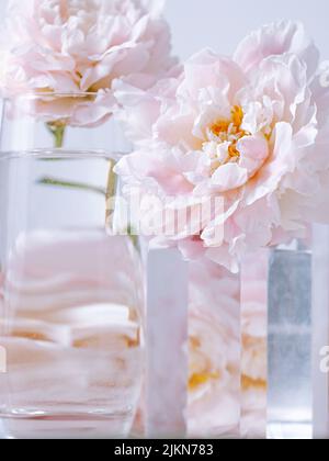 Eine vertikale Aufnahme von wunderschönen rosa Pfingstrosen-Blumen in einer Glasvase auf weißem Hintergrund Stockfoto