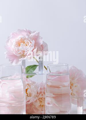 Eine vertikale Aufnahme von wunderschönen rosa Pfingstrosen-Blumen in einer Glasvase auf weißem Hintergrund Stockfoto