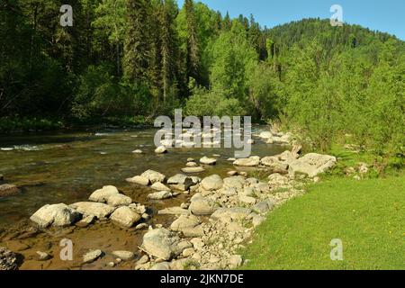 Lichtung von grünem Gras auf dem felsigen Ufer eines schönen Bergflusses, der durch einen Nadelwald fließt. Iogach, Altai, Sibirien, Russland. Stockfoto