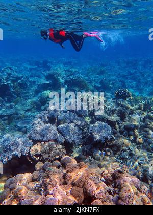 Indonesia Anambas Islands - Frauen schnorcheln im Korallenriff Stockfoto