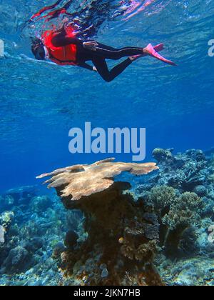 Indonesia Anambas Islands - Frauen schnorcheln im Korallenriff Stockfoto
