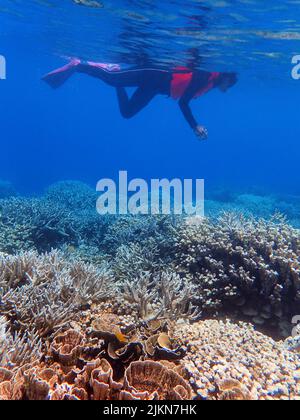 Indonesia Anambas Islands - Frauen schnorcheln im Korallenriff Stockfoto