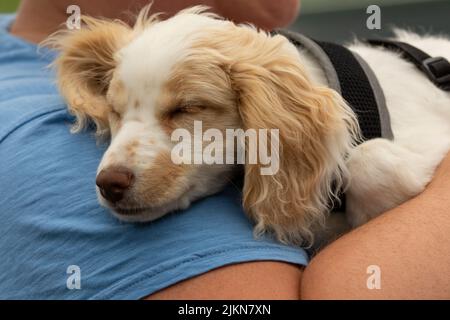Eine Nahaufnahme eines niedlichen Spaniel-Welpen, der auf der Schulter schläft Stockfoto