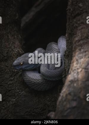 Nahaufnahme einer grauen Trimeresurus purpureomaculatus-Schlange auf dem schmutzigen Boden im Wald Stockfoto