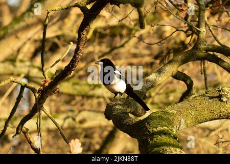 Eine Nahaufnahme einer eurasischen Elster, Pica pica, die auf einem Herbsteiche-Zweig mit Waldhintergrund thront Stockfoto