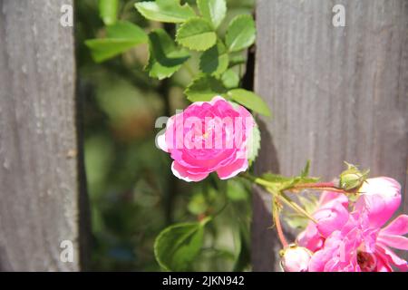 Schöne rosa wilde rustikale Rose. Stockfoto