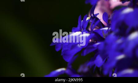 Eine selektive Fokusaufnahme von hängenden Blüten im Garten an einem sonnigen Tag mit verschwommenem Hintergrund Stockfoto