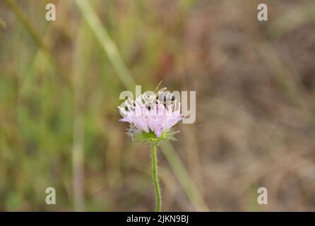 Biene sitzt auf lila Blume. Nahaufnahme foto. Stockfoto