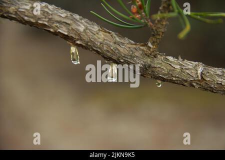 Ein Tropfen Harz auf einen Kiefernzweig. Nahaufnahme. Stockfoto