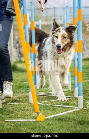 Eine Selektion eines Hundes auf einem Agility-Feld Stockfoto
