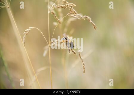 Nahaufnahme der haarbeinigen Biene, Dasypoda hirtipes , auf einer Getreidepflanze. Stockfoto