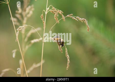 Nahaufnahme der haarbeinigen Biene, Dasypoda hirtipes , auf einer Getreidepflanze. Stockfoto