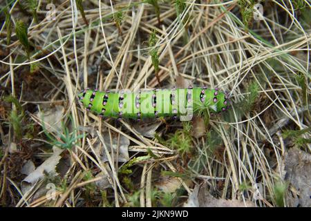 Große grüne Raupe der Emperor Motte, Saturnia pavonia sitzt auf dem grünen Blatt. Stockfoto