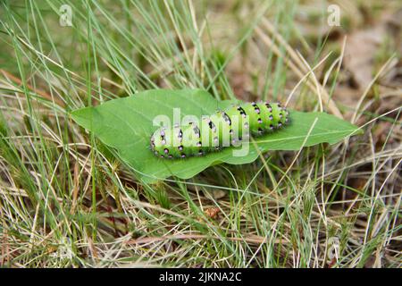 Große grüne Raupe der Emperor Motte, Saturnia pavonia sitzt auf dem grünen Blatt. Stockfoto