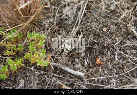 Blaue geflügelte braune Heuschrecke, oedipoda caerulescens. Nahaufnahme des Insekts mit Tarnfarbe. Stockfoto
