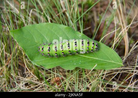 Große grüne Raupe der Emperor Motte, Saturnia pavonia sitzt auf dem grünen Blatt. Stockfoto