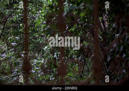 Verlassene Gärten hinter einem rostigen Tor Stockfoto