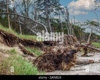 Eine Baumwurzel und umgestürzte Bäume an einem einsamen Strand Stockfoto