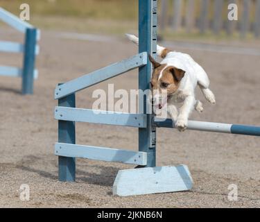 Jack Russell Terrier springt im Agility-Wettbewerb über eine Agility-Hürde Stockfoto